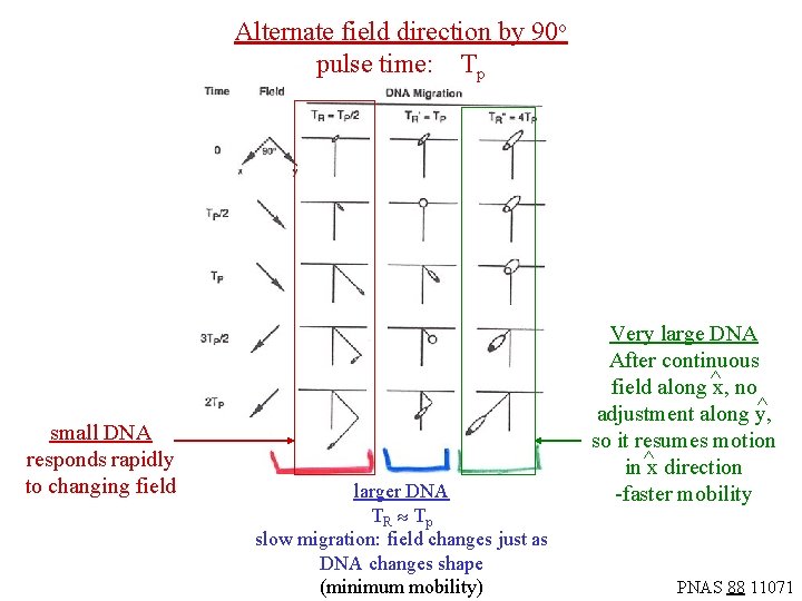 Alternate field direction by 90 o pulse time: Tp small DNA responds rapidly to