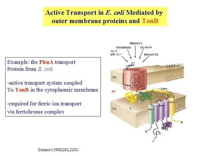 Active Transport in E. coli Mediated by outer membrane proteins and Ton. B Example: