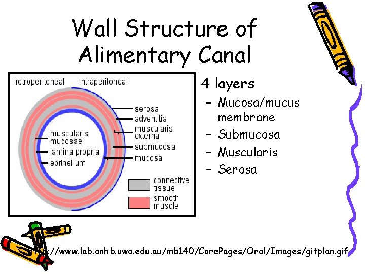Wall Structure of Alimentary Canal • 4 layers – Mucosa/mucus membrane – Submucosa –
