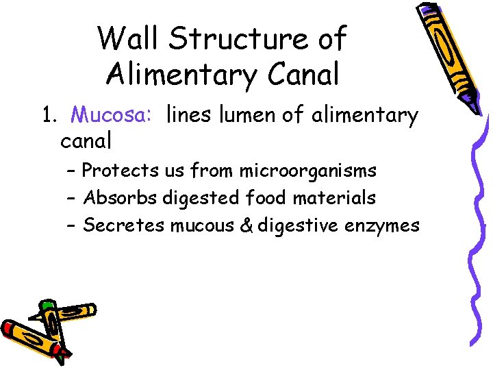 Wall Structure of Alimentary Canal 1. Mucosa: lines lumen of alimentary canal – Protects