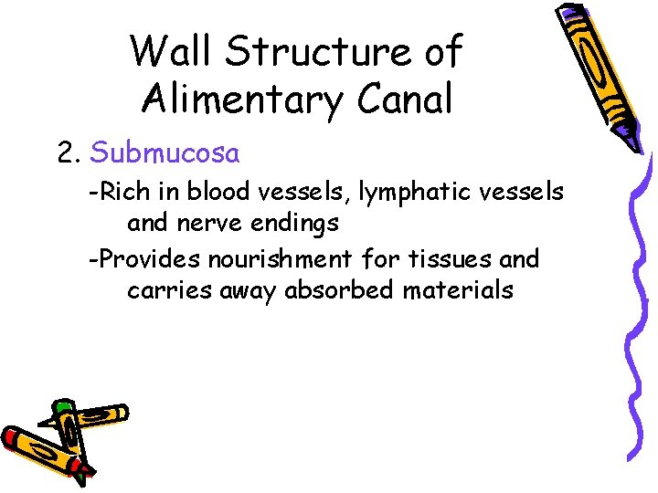 Wall Structure of Alimentary Canal 2. Submucosa -Rich in blood vessels, lymphatic vessels and