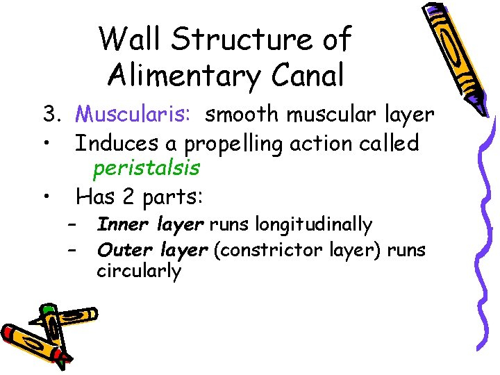 Wall Structure of Alimentary Canal 3. Muscularis: smooth muscular layer • Induces a propelling