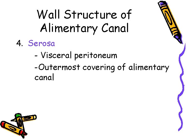 Wall Structure of Alimentary Canal 4. Serosa - Visceral peritoneum -Outermost covering of alimentary