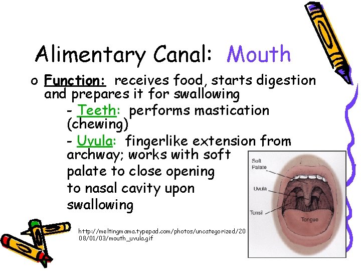 Alimentary Canal: Mouth o Function: receives food, starts digestion and prepares it for swallowing