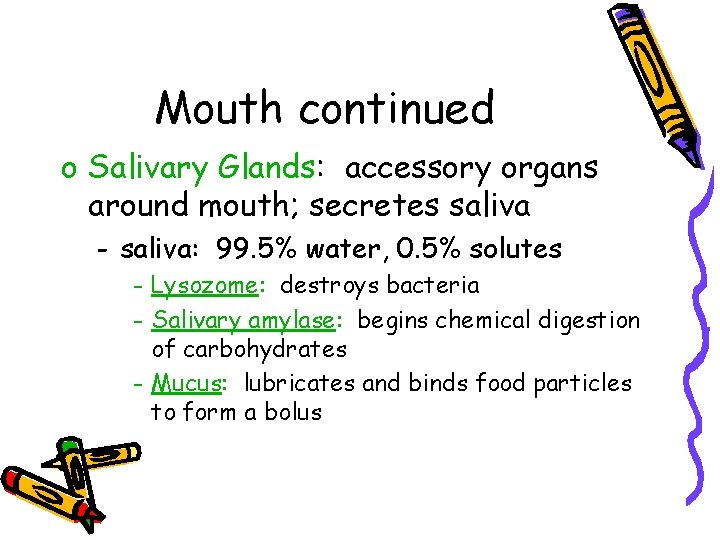 Mouth continued o Salivary Glands: accessory organs around mouth; secretes saliva - saliva: 99.