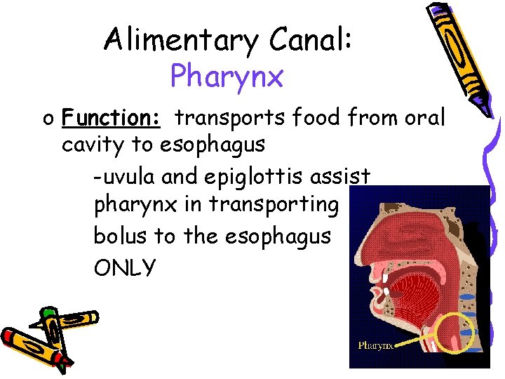 Alimentary Canal: Pharynx o Function: transports food from oral cavity to esophagus -uvula and