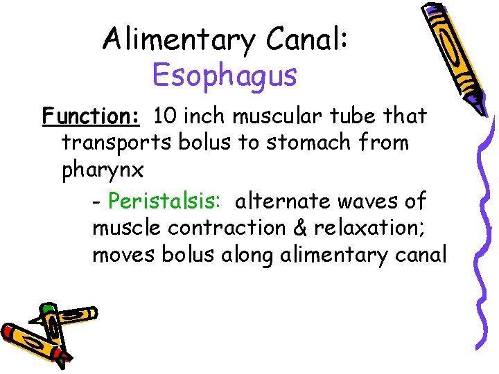 Alimentary Canal: Esophagus Function: 10 inch muscular tube that transports bolus to stomach from