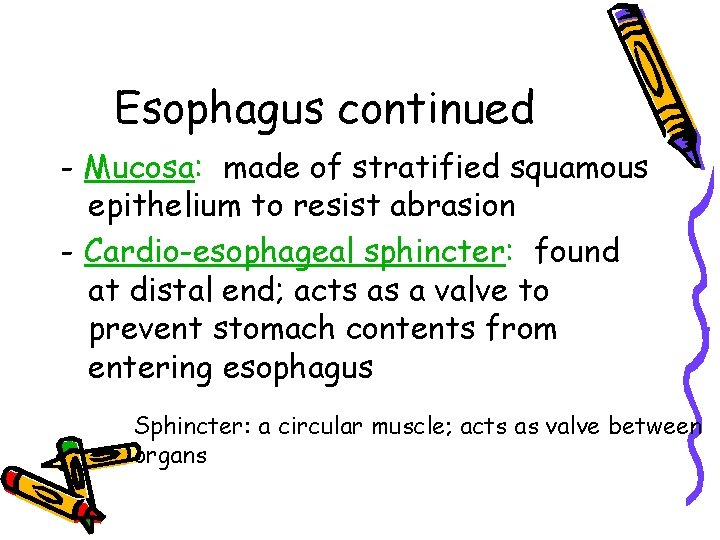 Esophagus continued - Mucosa: made of stratified squamous epithelium to resist abrasion - Cardio-esophageal