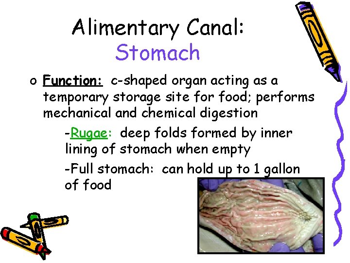 Alimentary Canal: Stomach o Function: c-shaped organ acting as a temporary storage site for