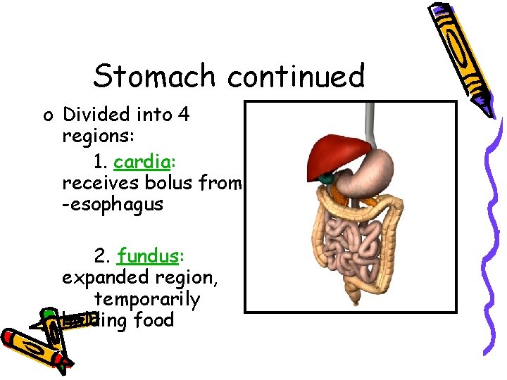 Stomach continued o Divided into 4 regions: 1. cardia: receives bolus from -esophagus 2.