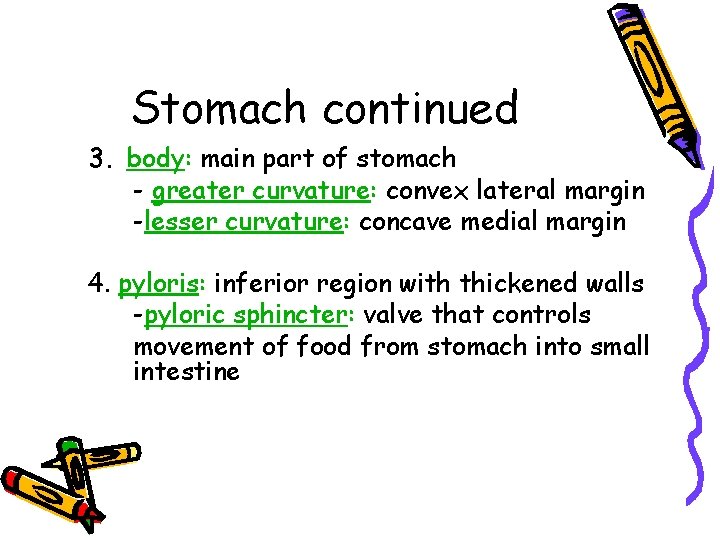 Stomach continued 3. body: main part of stomach - greater curvature: convex lateral margin