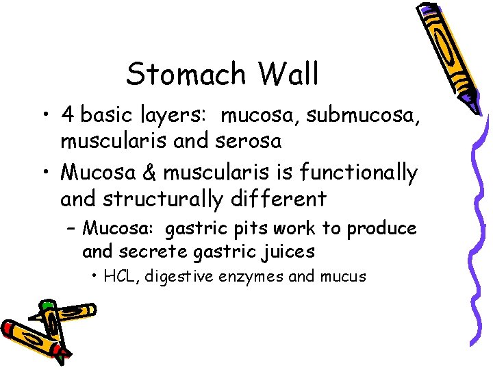 Stomach Wall • 4 basic layers: mucosa, submucosa, muscularis and serosa • Mucosa &