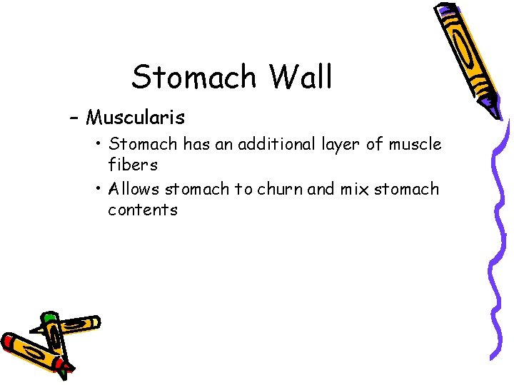 Stomach Wall – Muscularis • Stomach has an additional layer of muscle fibers •