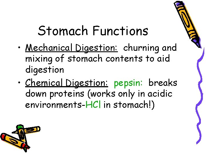 Stomach Functions • Mechanical Digestion: churning and mixing of stomach contents to aid digestion