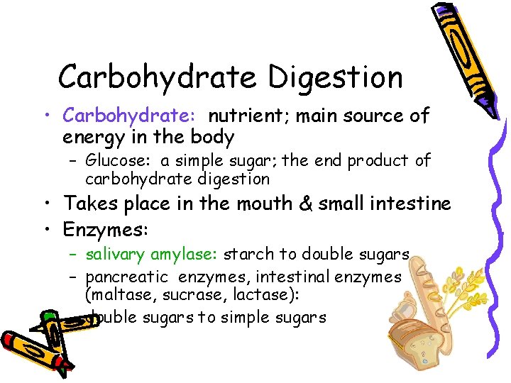 Carbohydrate Digestion • Carbohydrate: nutrient; main source of energy in the body – Glucose: