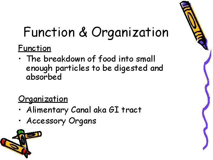 Function & Organization Function • The breakdown of food into small enough particles to