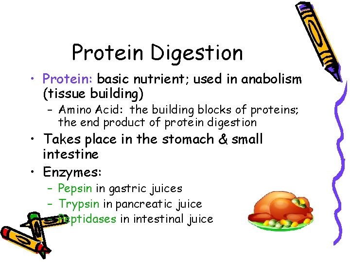 Protein Digestion • Protein: basic nutrient; used in anabolism (tissue building) – Amino Acid: