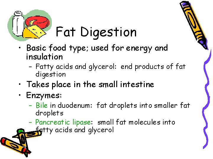 Fat Digestion • Basic food type; used for energy and insulation – Fatty acids