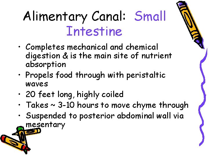 Alimentary Canal: Small Intestine • Completes mechanical and chemical digestion & is the main