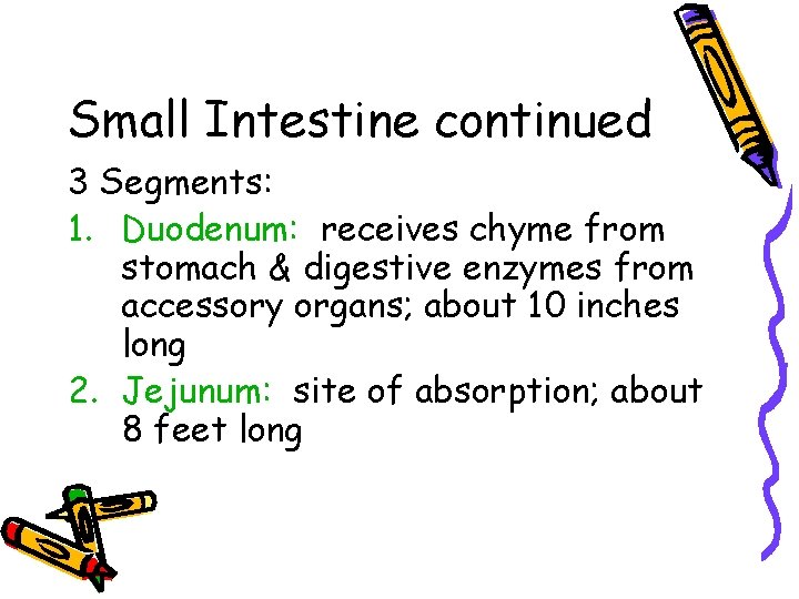 Small Intestine continued 3 Segments: 1. Duodenum: receives chyme from stomach & digestive enzymes
