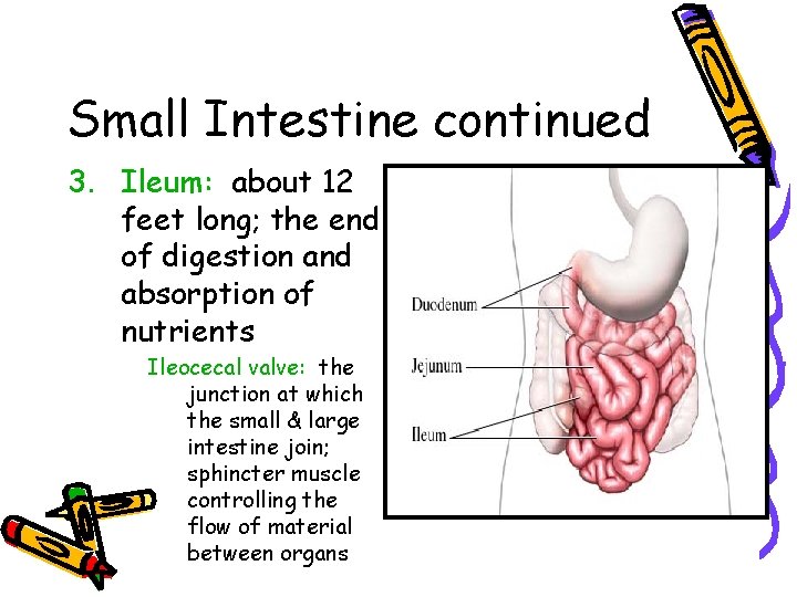 Small Intestine continued 3. Ileum: about 12 feet long; the end of digestion and