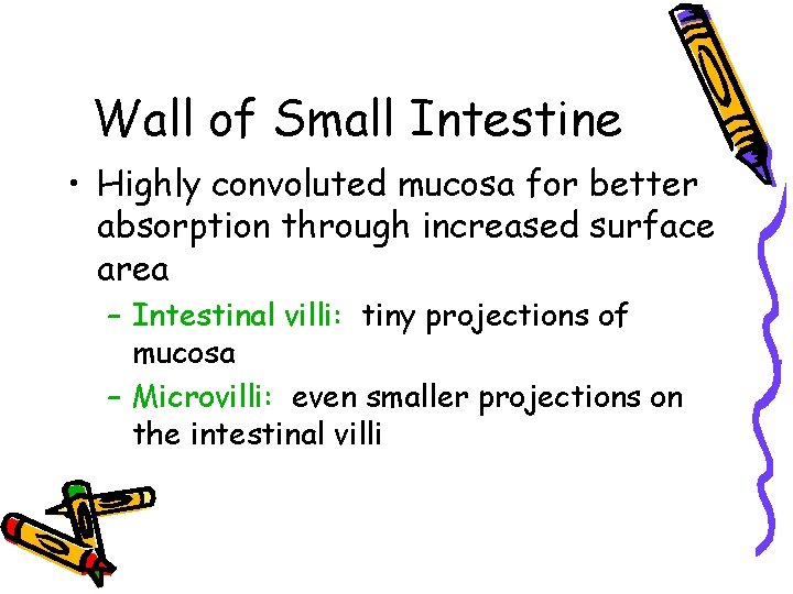 Wall of Small Intestine • Highly convoluted mucosa for better absorption through increased surface