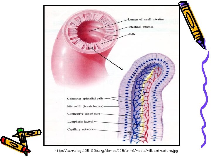 http: //www. biog 1105 -1106. org/demos/105/unit 6/media/villus. structure. jpg 