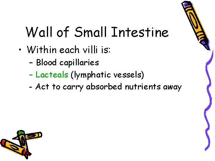 Wall of Small Intestine • Within each villi is: – Blood capillaries – Lacteals