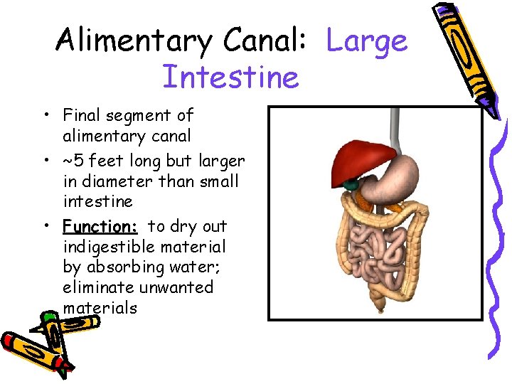 Alimentary Canal: Large Intestine • Final segment of alimentary canal • ~5 feet long