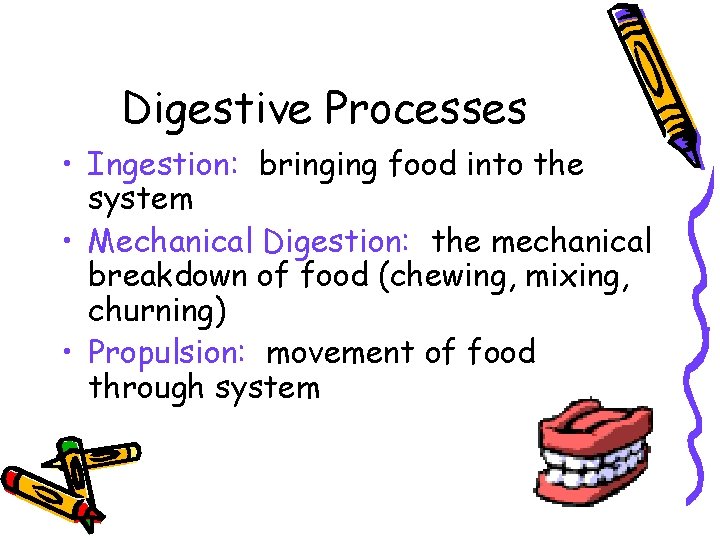 Digestive Processes • Ingestion: bringing food into the system • Mechanical Digestion: the mechanical