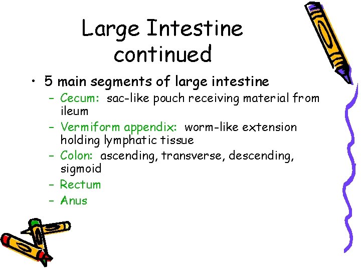 Large Intestine continued • 5 main segments of large intestine – Cecum: sac-like pouch