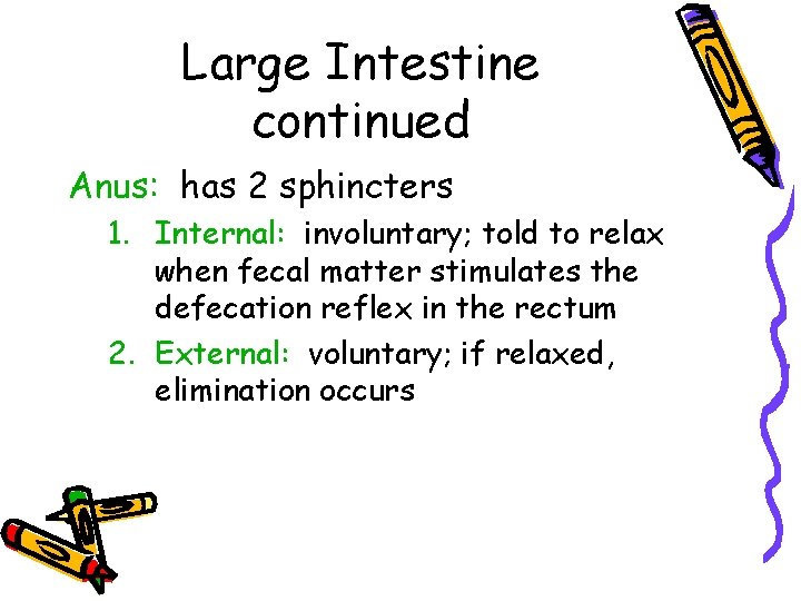 Large Intestine continued Anus: has 2 sphincters 1. Internal: involuntary; told to relax when