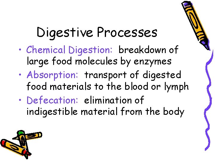 Digestive Processes • Chemical Digestion: breakdown of large food molecules by enzymes • Absorption: