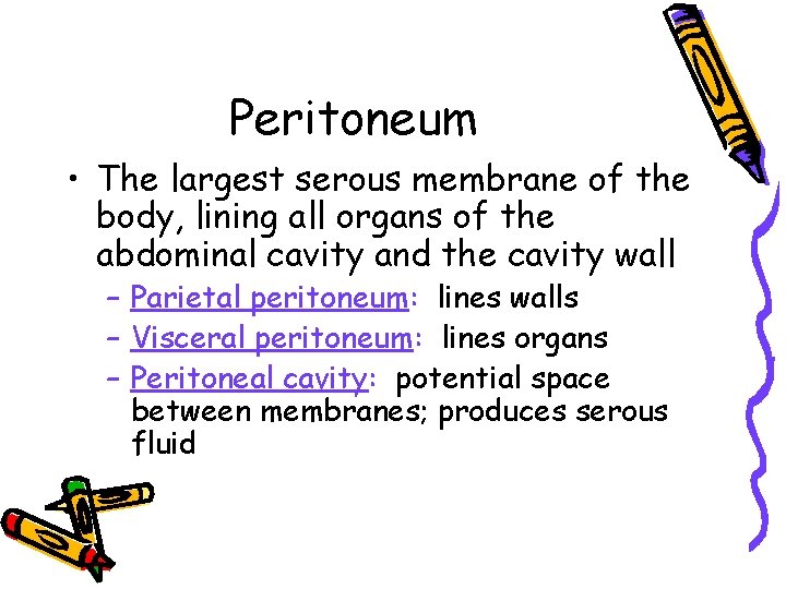 Peritoneum • The largest serous membrane of the body, lining all organs of the