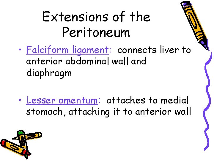 Extensions of the Peritoneum • Falciform ligament: connects liver to anterior abdominal wall and