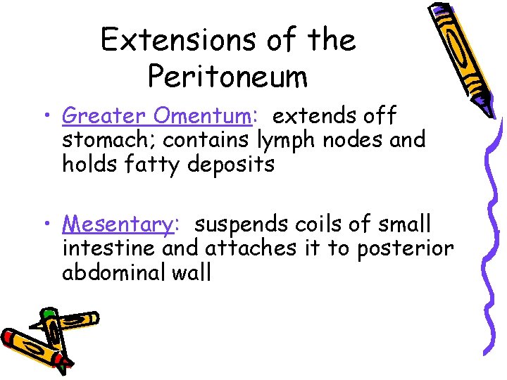 Extensions of the Peritoneum • Greater Omentum: extends off stomach; contains lymph nodes and