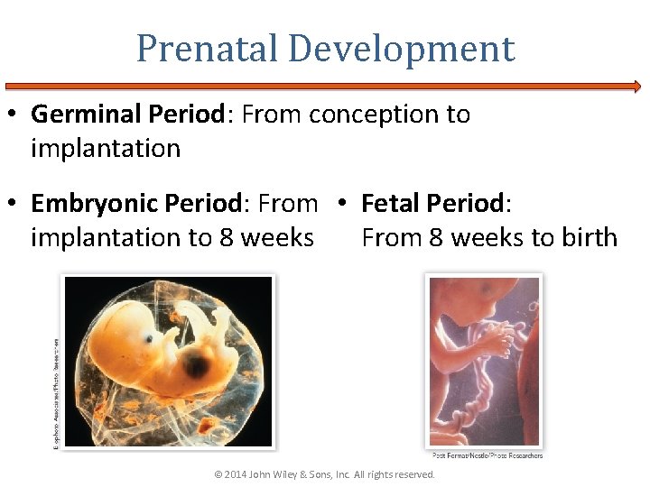 Prenatal Development • Germinal Period: From conception to implantation • Embryonic Period: From •