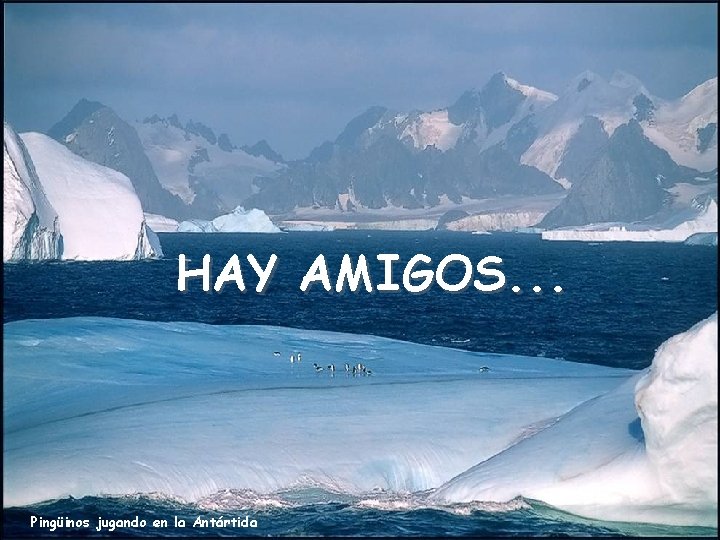 HAY AMIGOS. . . Pingüinos jugando en la Antártida 