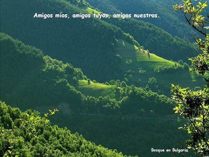 Amigos míos, amigos tuyos, amigos nuestros. Bosque en Bulgaria 