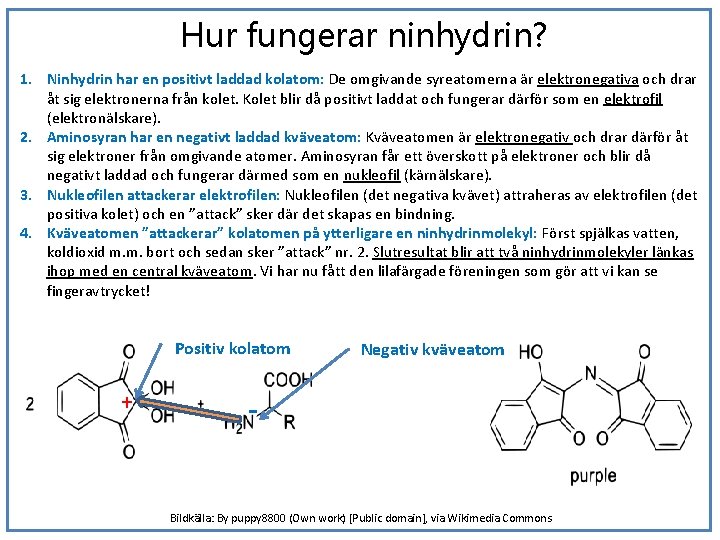 Hur fungerar ninhydrin? 1. Ninhydrin har en positivt laddad kolatom: De omgivande syreatomerna är