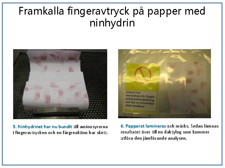 Framkalla fingeravtryck på papper med ninhydrin 5. Ninhydrinet har nu bundit till aminosyrorna i
