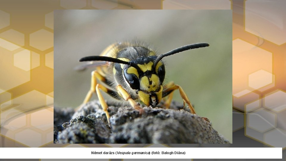 Német darázs (Vespula germanica) (fotó: Balogh Diána) 