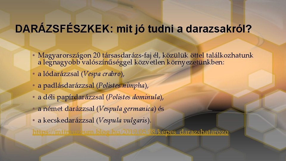 DARÁZSFÉSZKEK: mit jó tudni a darazsakról? • Magyarországon 20 társasdarázs-faj él, közülük öttel találkozhatunk