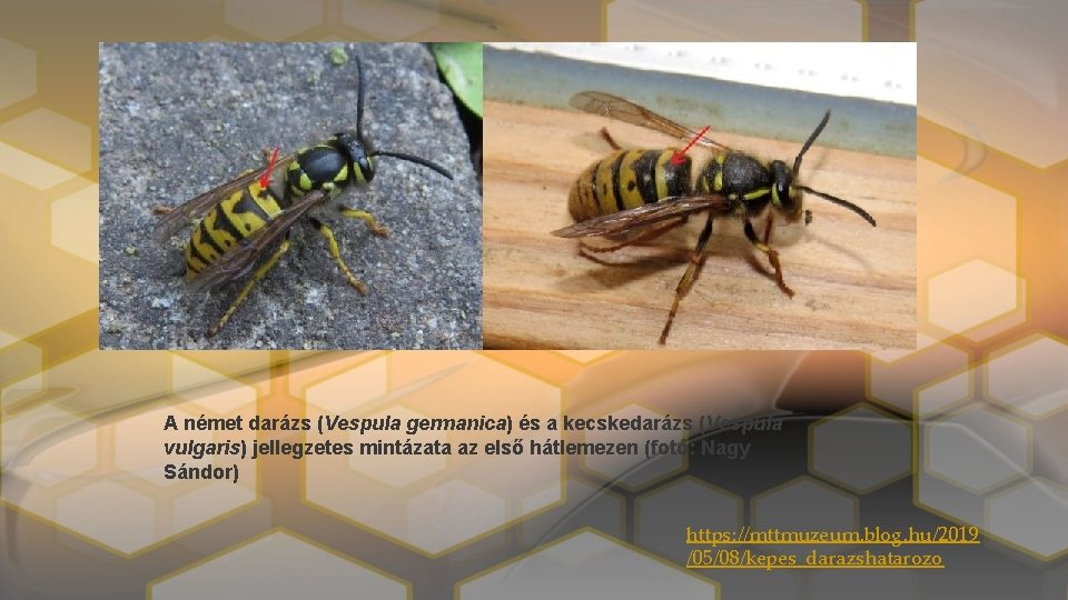 A német darázs (Vespula germanica) és a kecskedarázs (Vespula vulgaris) jellegzetes mintázata az első