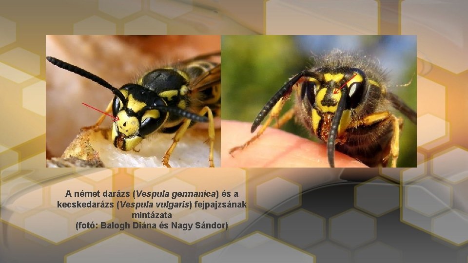 A német darázs (Vespula germanica) és a kecskedarázs (Vespula vulgaris) fejpajzsának mintázata (fotó: Balogh