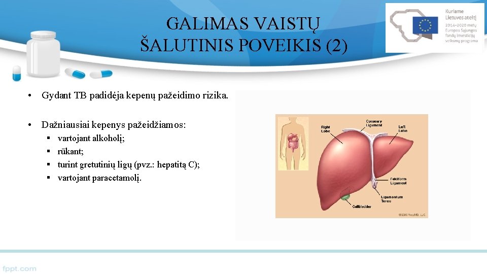 GALIMAS VAISTŲ ŠALUTINIS POVEIKIS (2) • Gydant TB padidėja kepenų pažeidimo rizika. • Dažniausiai