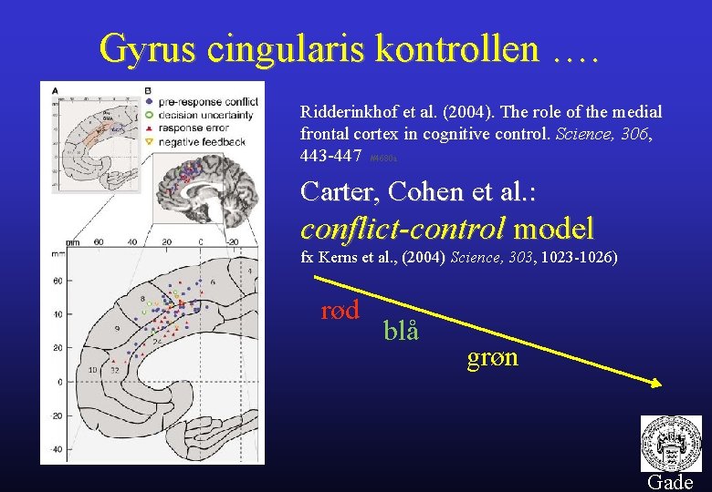 Gyrus cingularis kontrollen …. Ridderinkhof et al. (2004). The role of the medial frontal
