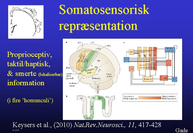 Somatosensorisk repræsentation Proprioceptiv, taktil/haptisk, & smerte (lokaliserbar) information (i fire ’homunculi’) ’homuncu Keysers et