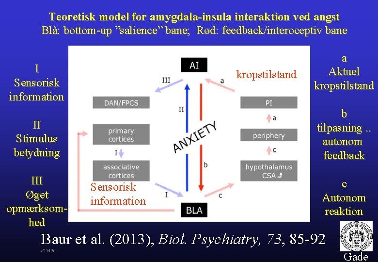 Teoretisk model for amygdala-insula interaktion ved angst Blå: bottom-up ”salience” bane; Rød: feedback/interoceptiv bane