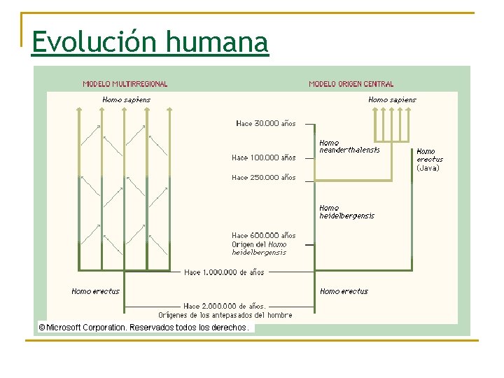 Evolución humana 